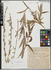 Foto von Salix alba subsp. vitellina (L.) Arcang. x Salix babylonica L.